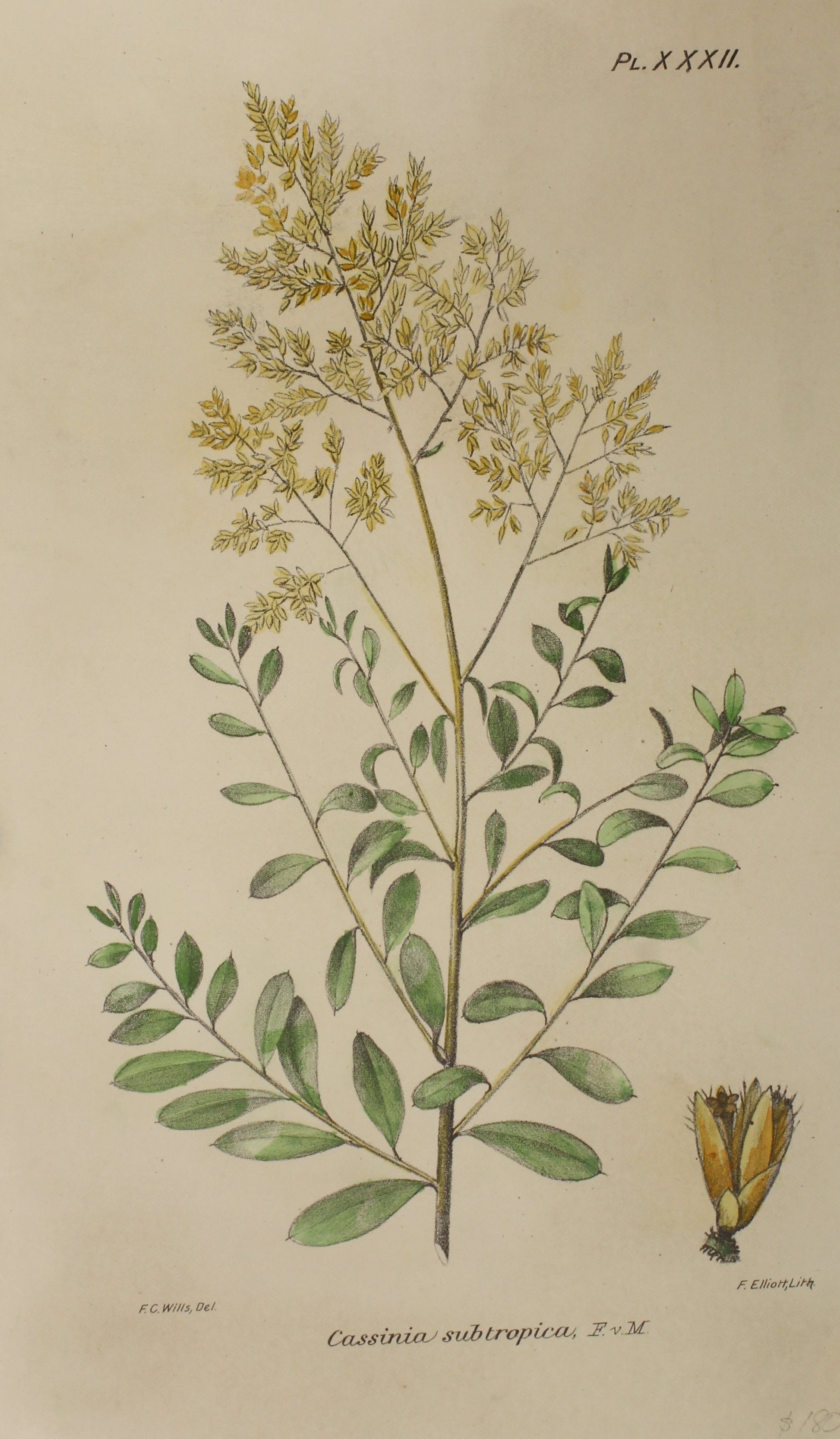 Buy Bailey Frederick Manson, Cassinia Subtropica, c1899