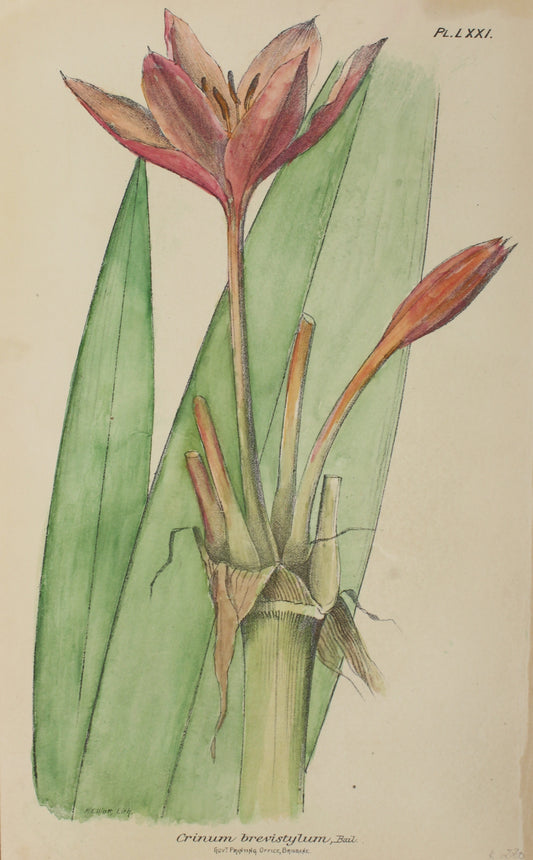 Botanical: Crinum Brevistylum by Frederick Manson Bailey