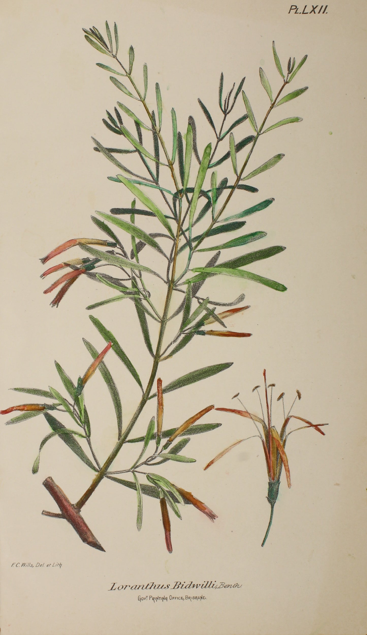 Botanical: Loranthus Bidwilli by Frederick Manson Bailey
