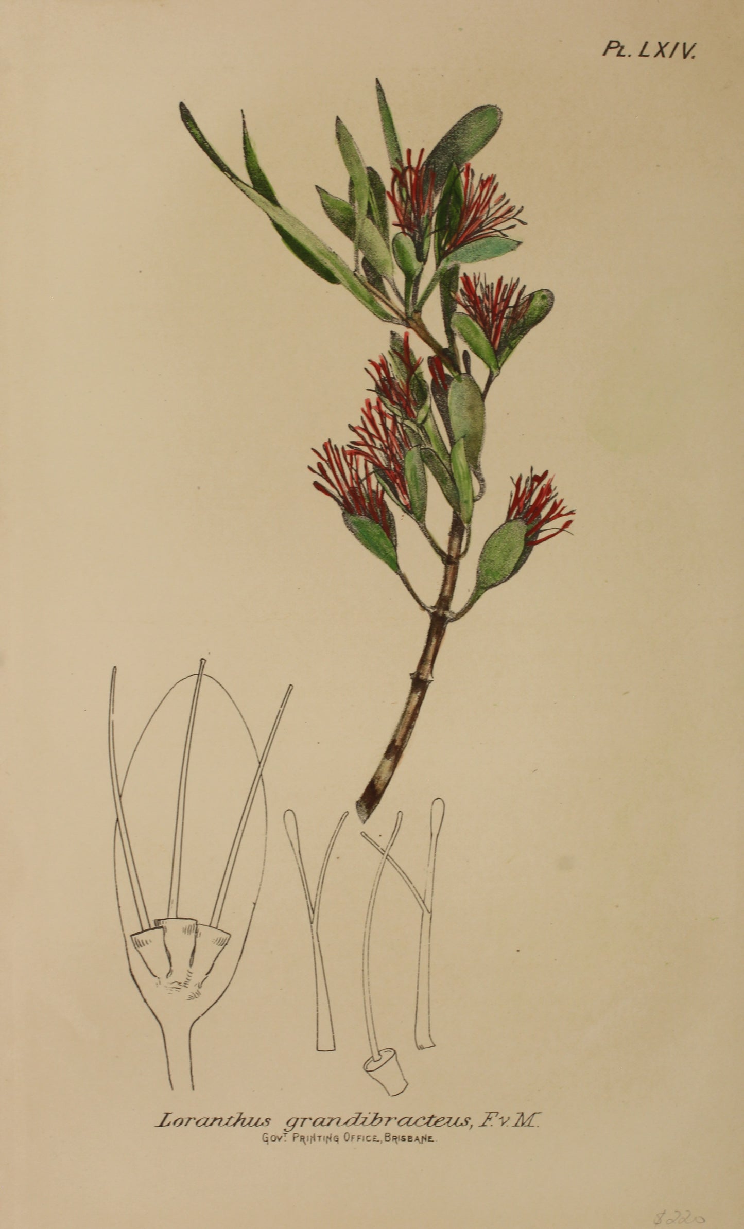 Botanical: Loranthus  Grandibracteus by Frederick Manson Bailey