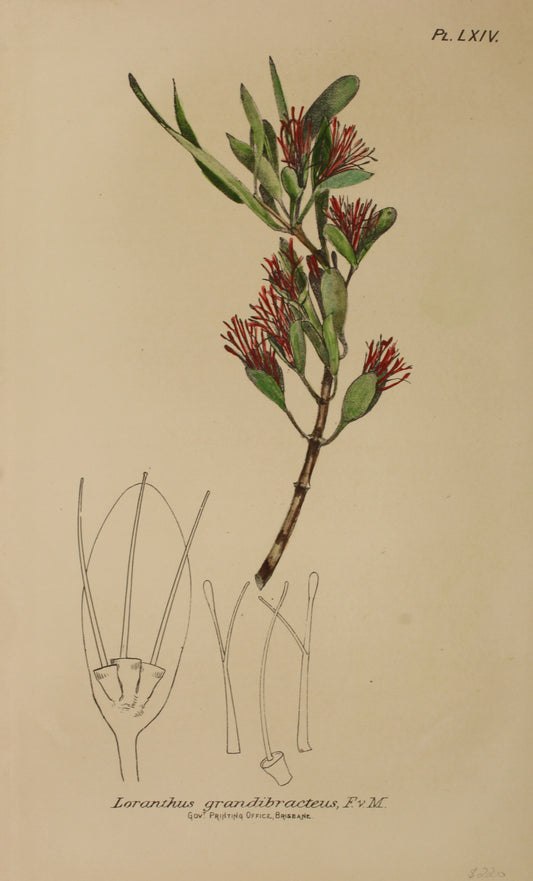 Botanical: Loranthus  Grandibracteus by Frederick Manson Bailey