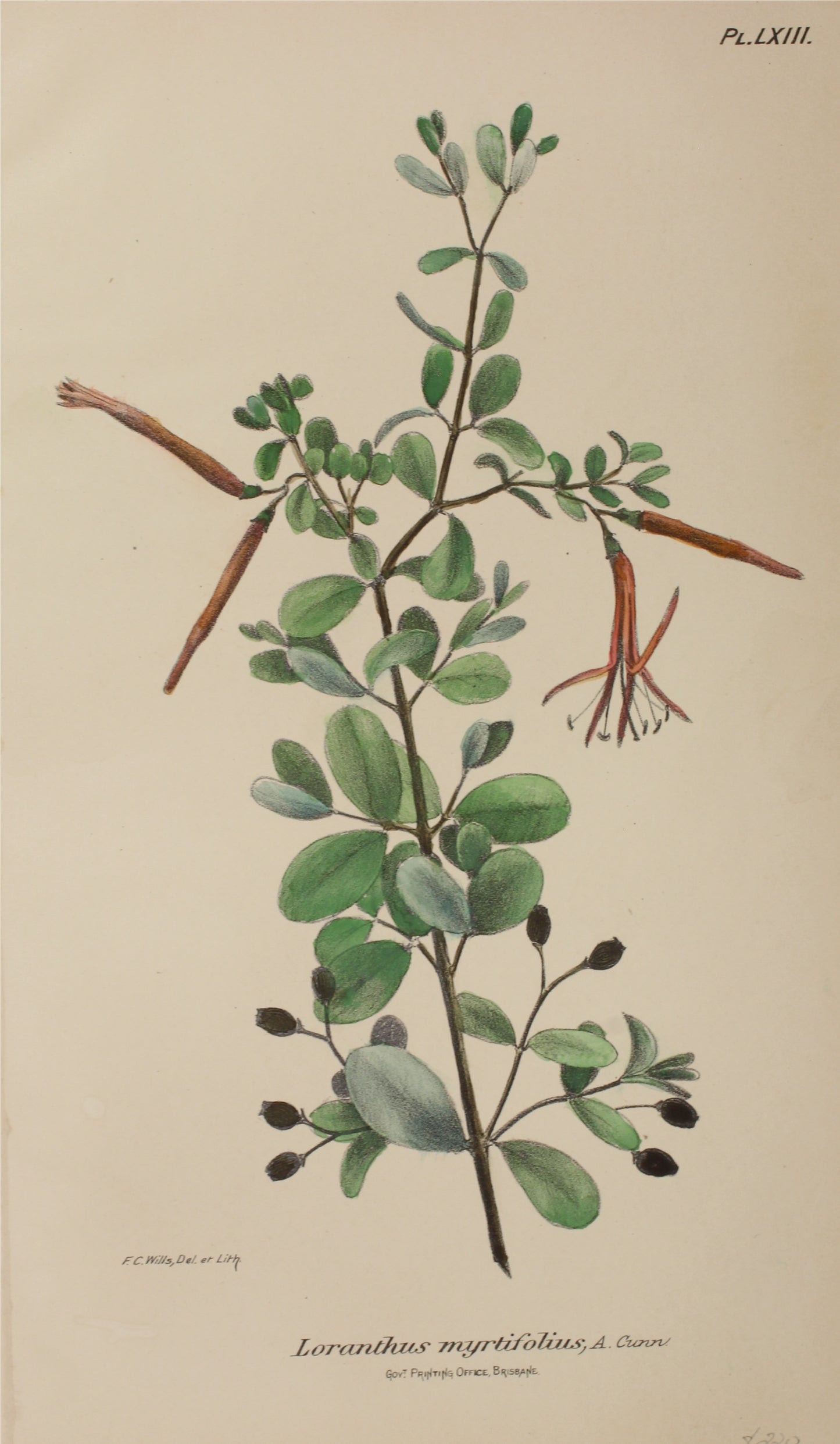 Botanical: Loranthus Myrtifolius by Frederick Manson Bailey