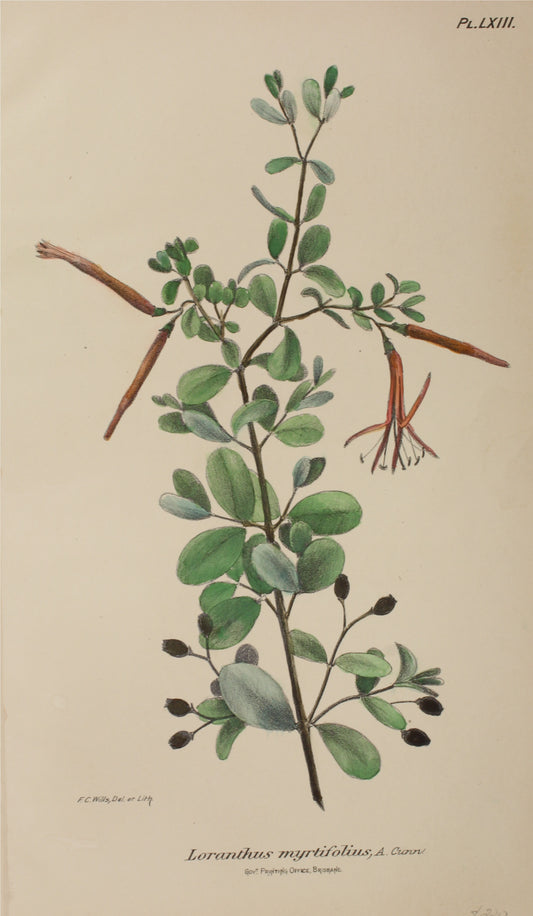 Botanical: Loranthus Myrtifolius by Frederick Manson Bailey