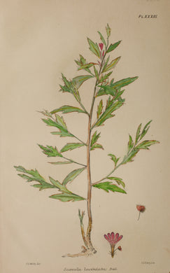 Botanical: Scaevola Laciniata by Frederick Manson Bailey, c1899