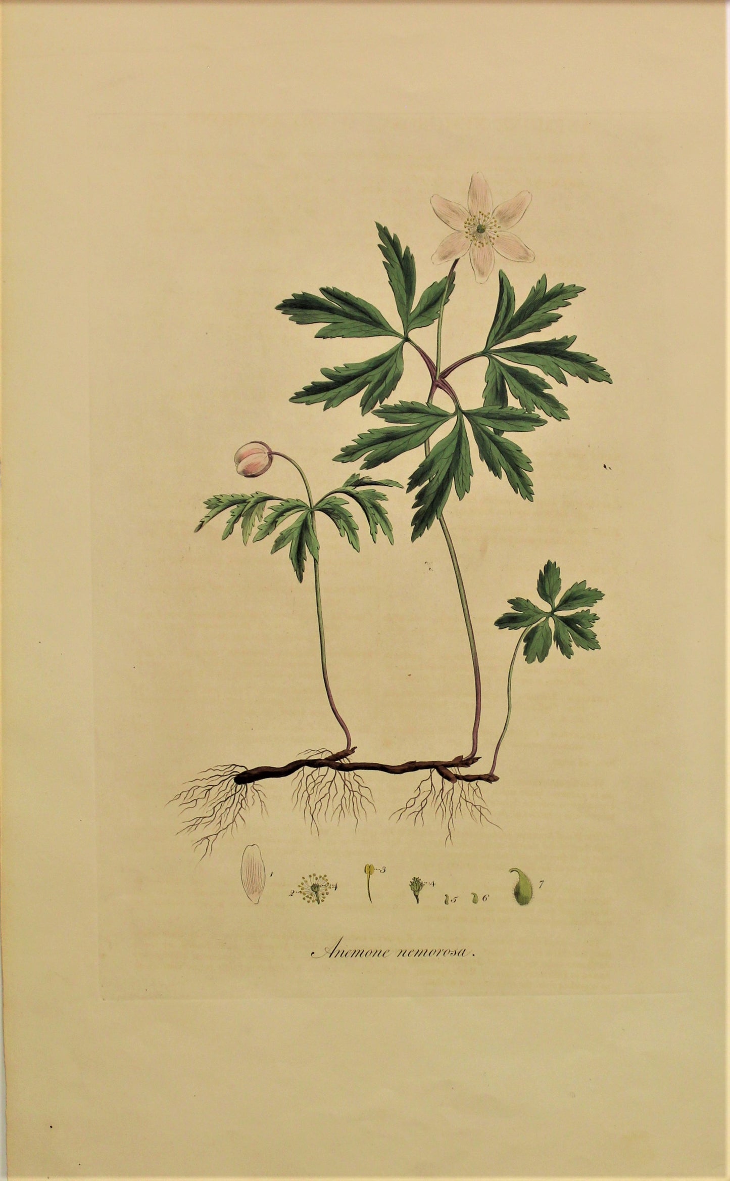 Botanical, Curtis, William, Anemone Nemorosa: Flora Londinensis,  c1817