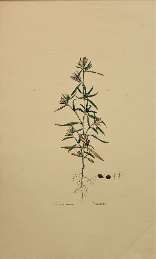 Botanical, Curtis, William, Antirrhinum Orontium, Flora Londonensis c1817