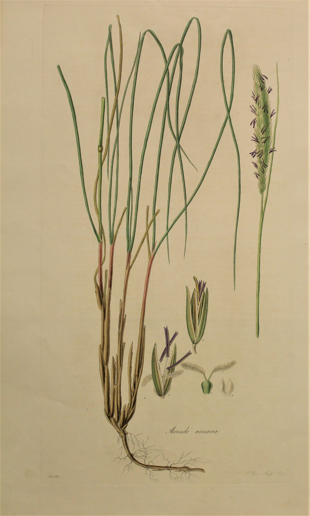 Botanical, Curtis William, Arundo Arenaria, Flora Londinensis, c1817