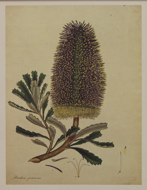 Botanical, Andrews, Henry, Reproduction, Banksia Pramorsa Botanical Magazine, c1797