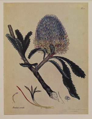 Botanical, Andrews, Henry, Reproduction, Banksia Serrata, Botanical Magazine, c1797