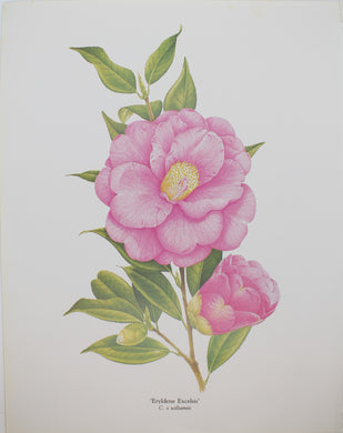Botanical, Longhurst Peter, Camellia, Eryldene Excelsis, C. x Williamsii, New Zealand, Plate 36, 1981