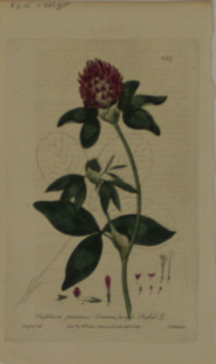 Botanical, Curtis William, BM, Common Purple Trefoil 1797