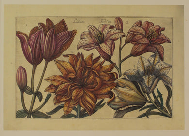 Botanical, Filippo Arena, Lilium Reproduction, Tab 32, Filippo Arena Flowers, c1767