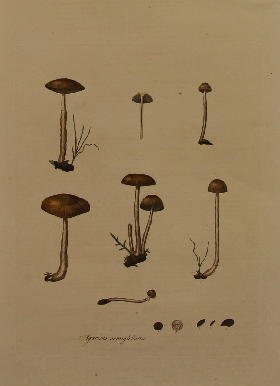 Botanical, Curtis William, Fungus, Agaricus Semiglobatus, Flora Londinensis, c1817