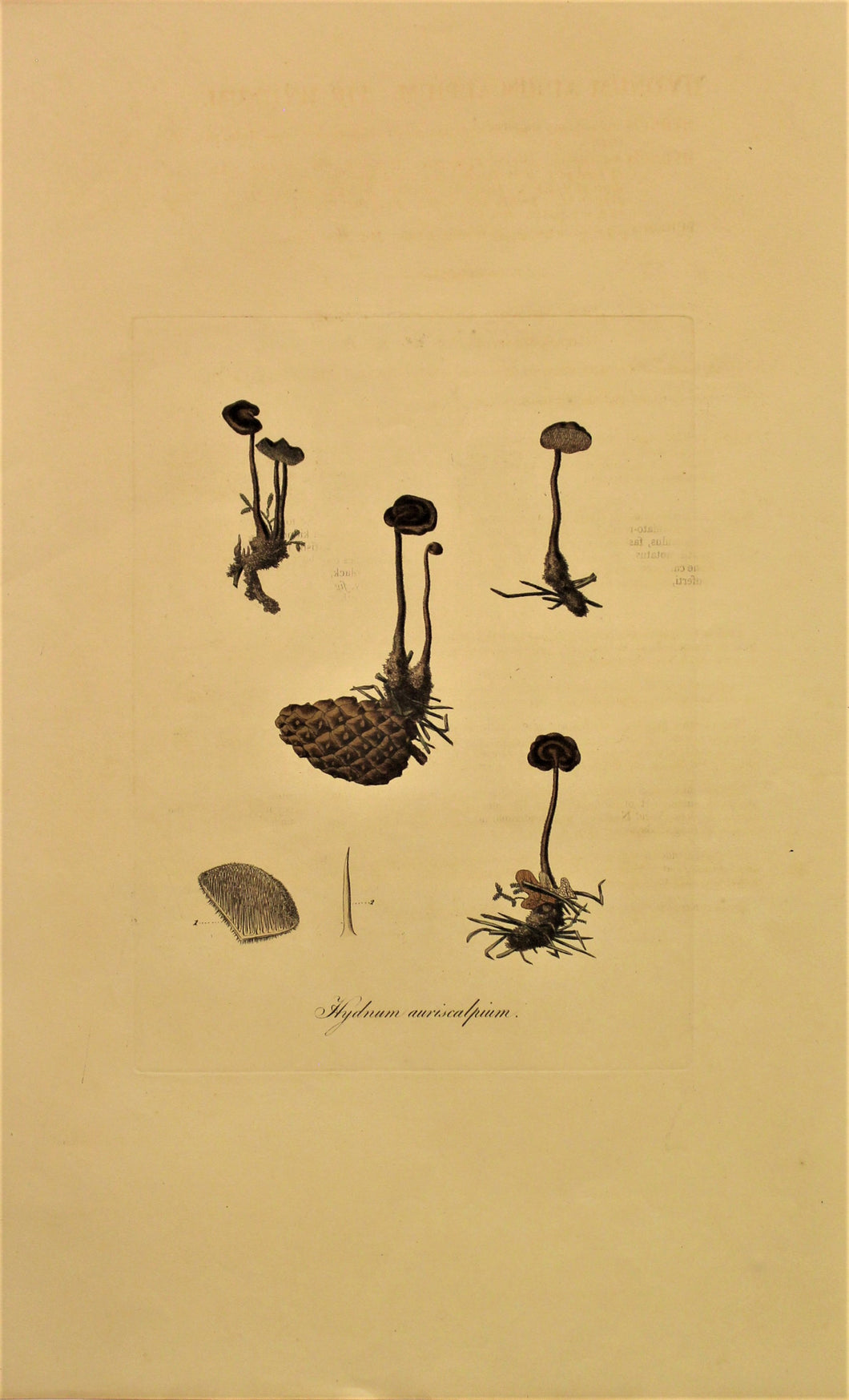 Botanical, Curtis William, Fungus, Hydrum Auriscalpium, Flora Londinensis, c1817