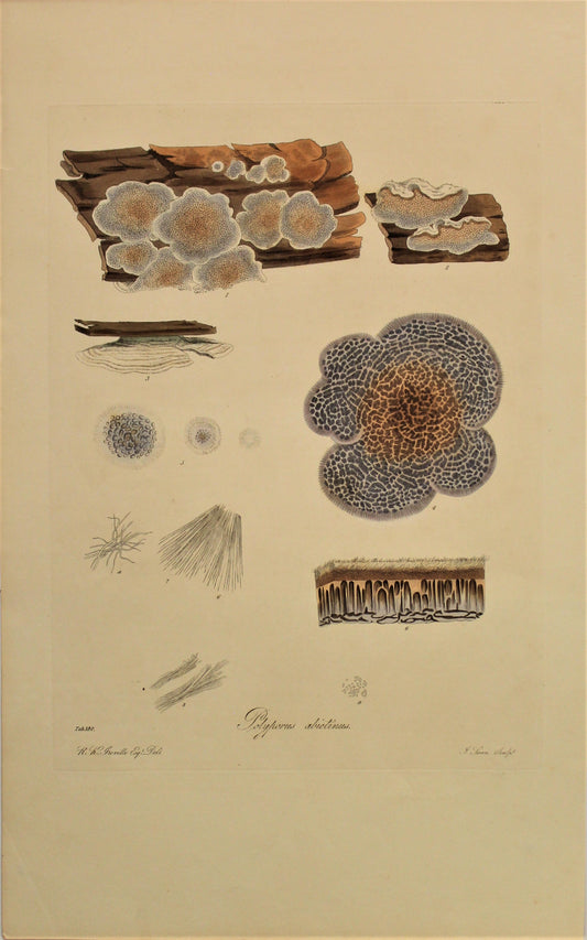 Botanical, Curtis William, Fungus, Polyporus Abientinus , Flora Londinensis, c1817