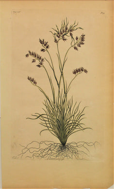 Botanical, Hill, Sir John, Luxuriant Grass, The Vegetable System, London: 1770-1775.