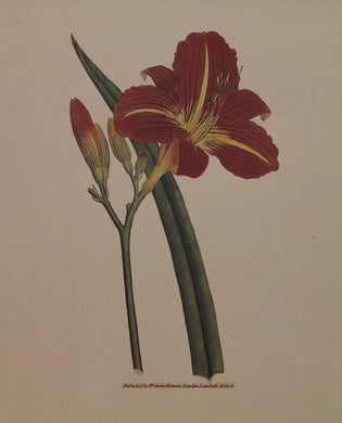 Botanical, Curtis William, Hemerocallis Fulva, Tawny Red Day Lily Reproduction, Botanical Magazine, c1797, smaller size