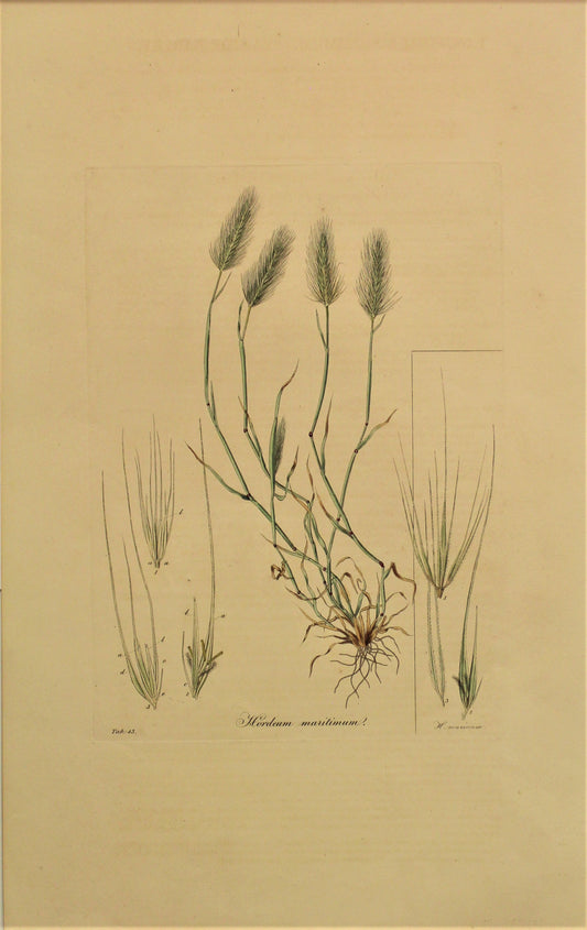 Botanical, Curtis William, Hordeum Maritimum, Flora Londinensis, c1817