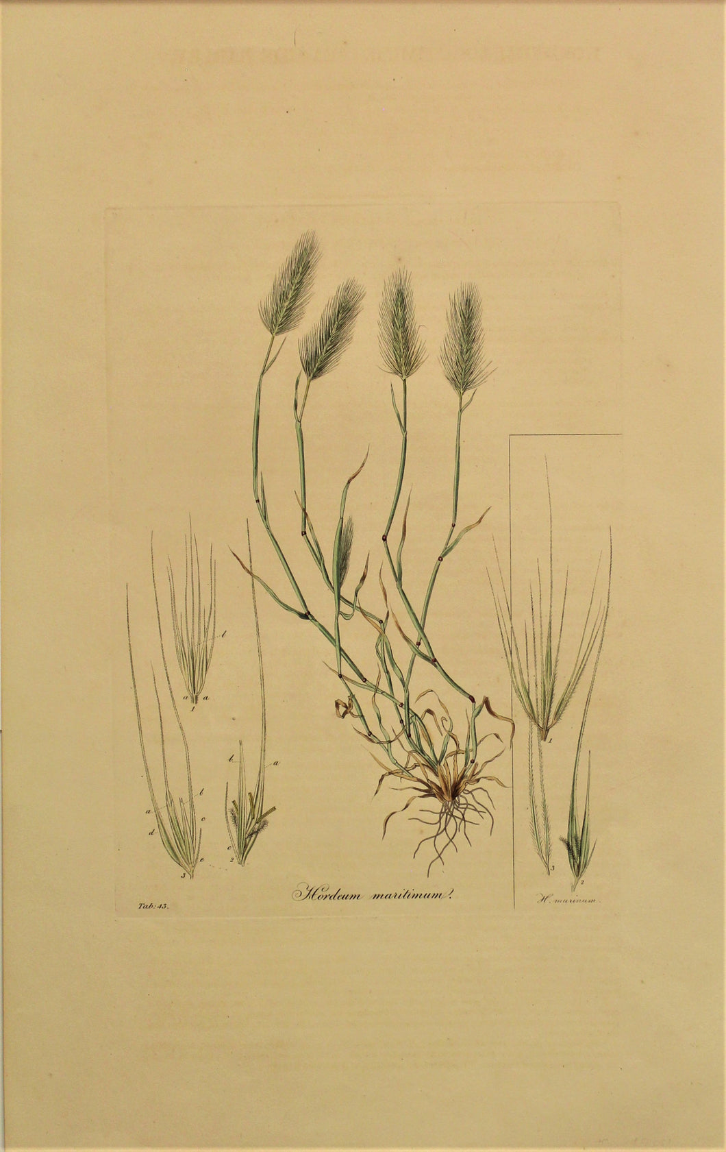 Botanical, Curtis William, Hordeum Maritimum, Flora Londinensis, c1817