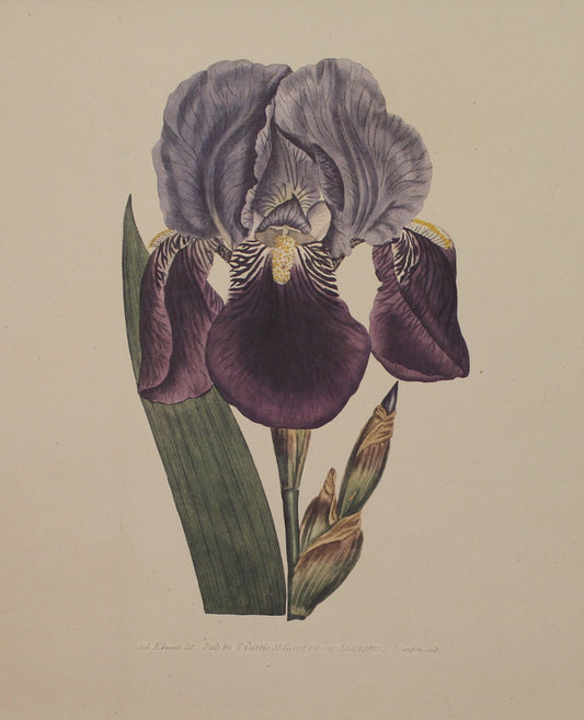 Botanical, Curtis, William, Purple Flag Iris, Reproduction, Botanical Magazine, c1797