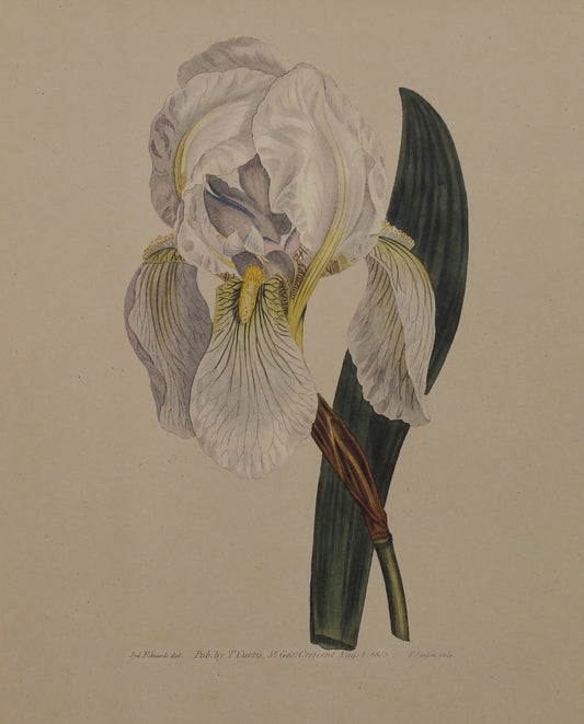 Botanical, Curtis William, Reproduction, White Flag Iris, Botanical Magazine, c1797