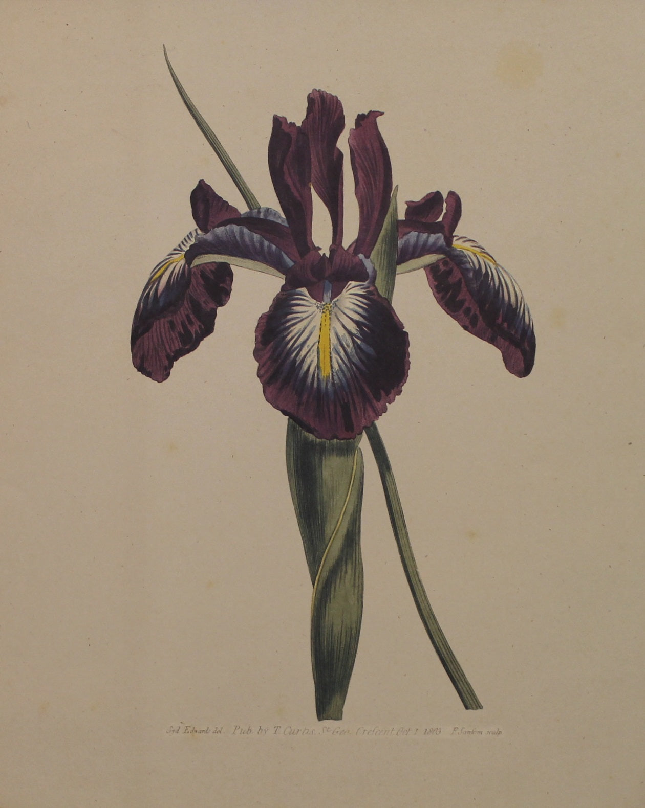 Botanical, Curtis William, Reproduction, Pyrenaean Flag Iris Xiphoides and Mauve Flag Iris, Botanical Magazine, c1797