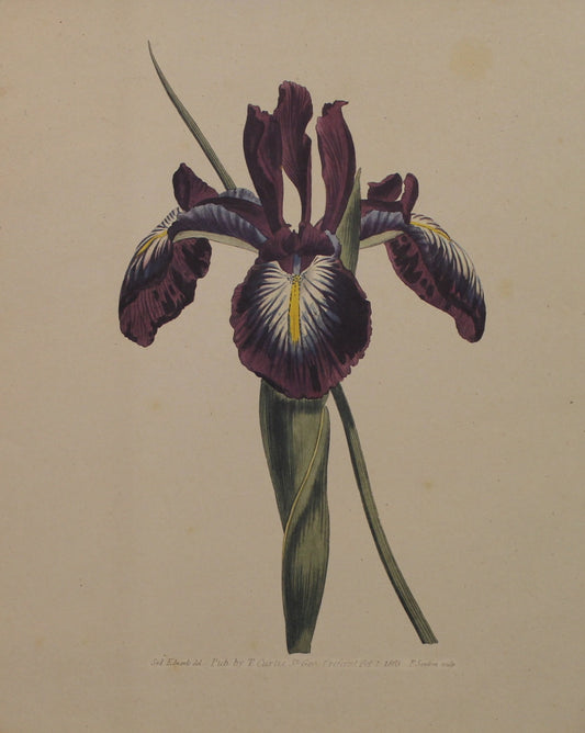 Botanical, Curtis William, Reproduction, Pyrenaean Flag Iris Xiphoides and Mauve Flag Iris, Botanical Magazine, c1797