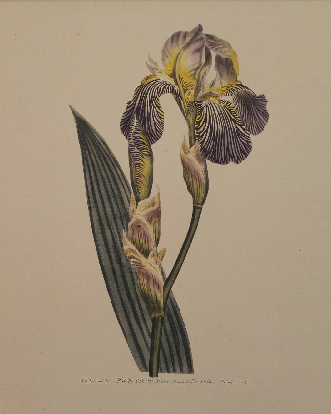 Botanical, Curtis William, Reproduction, Brown Flag Iris, Botanical Magazine, c1797