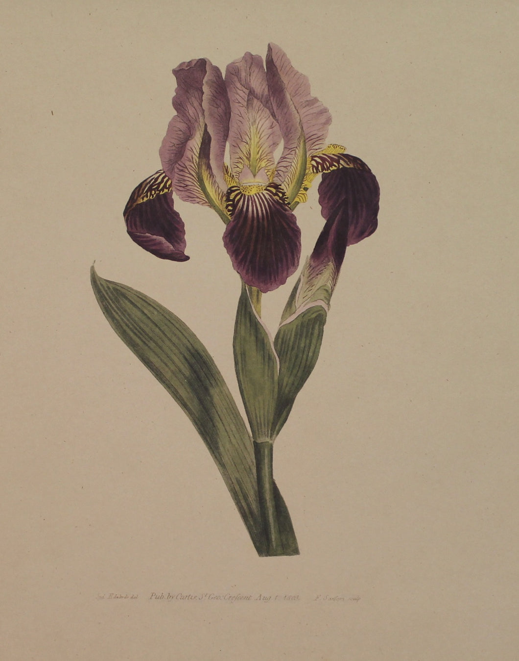 Botanical, Curtis William, Reproduction, Iris Lurida, Small Flag Iris, Botanical Magazine, c1797