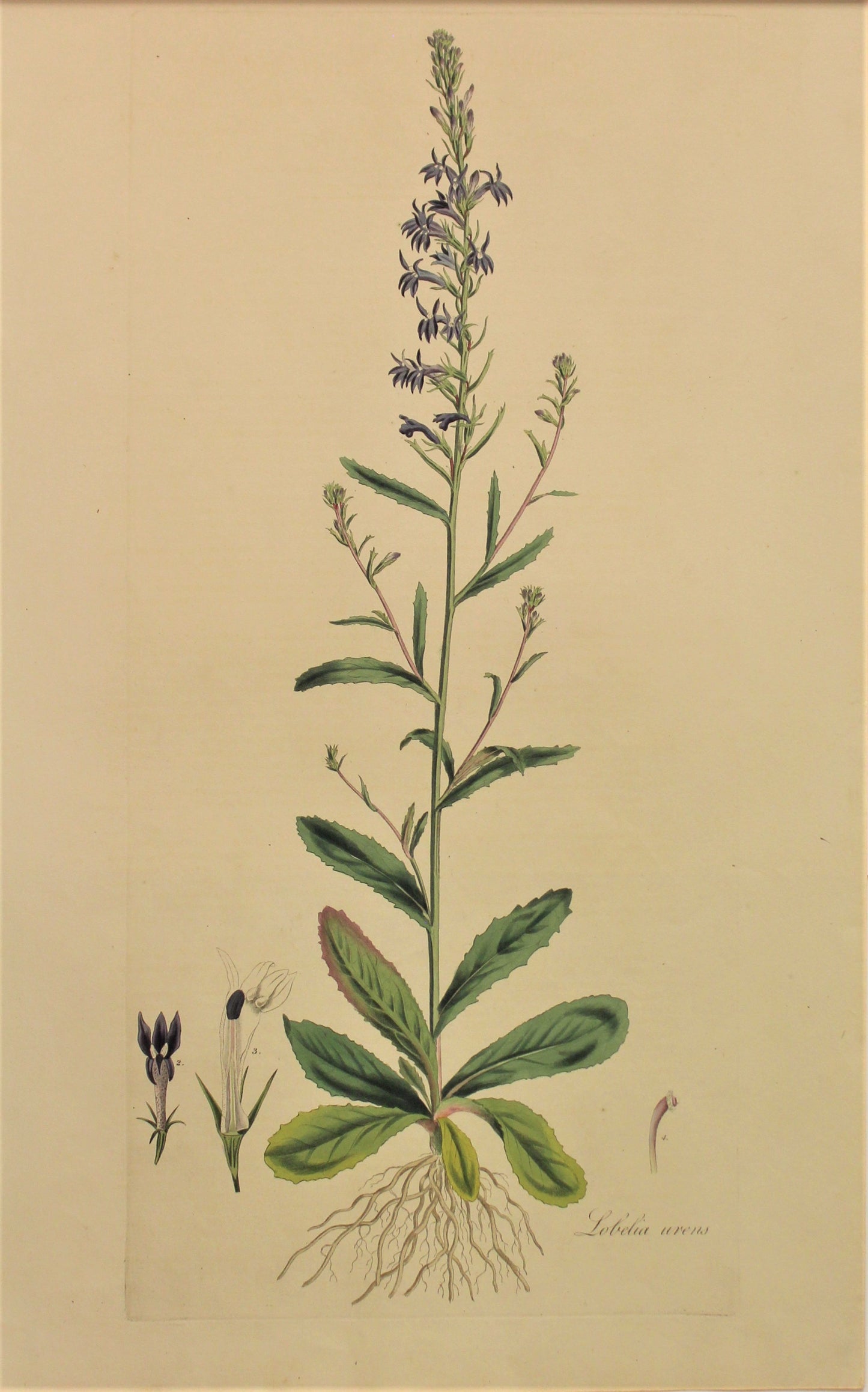 Botanical, Curtis William, Lobelia Arens, Flora Londinensis, c1817