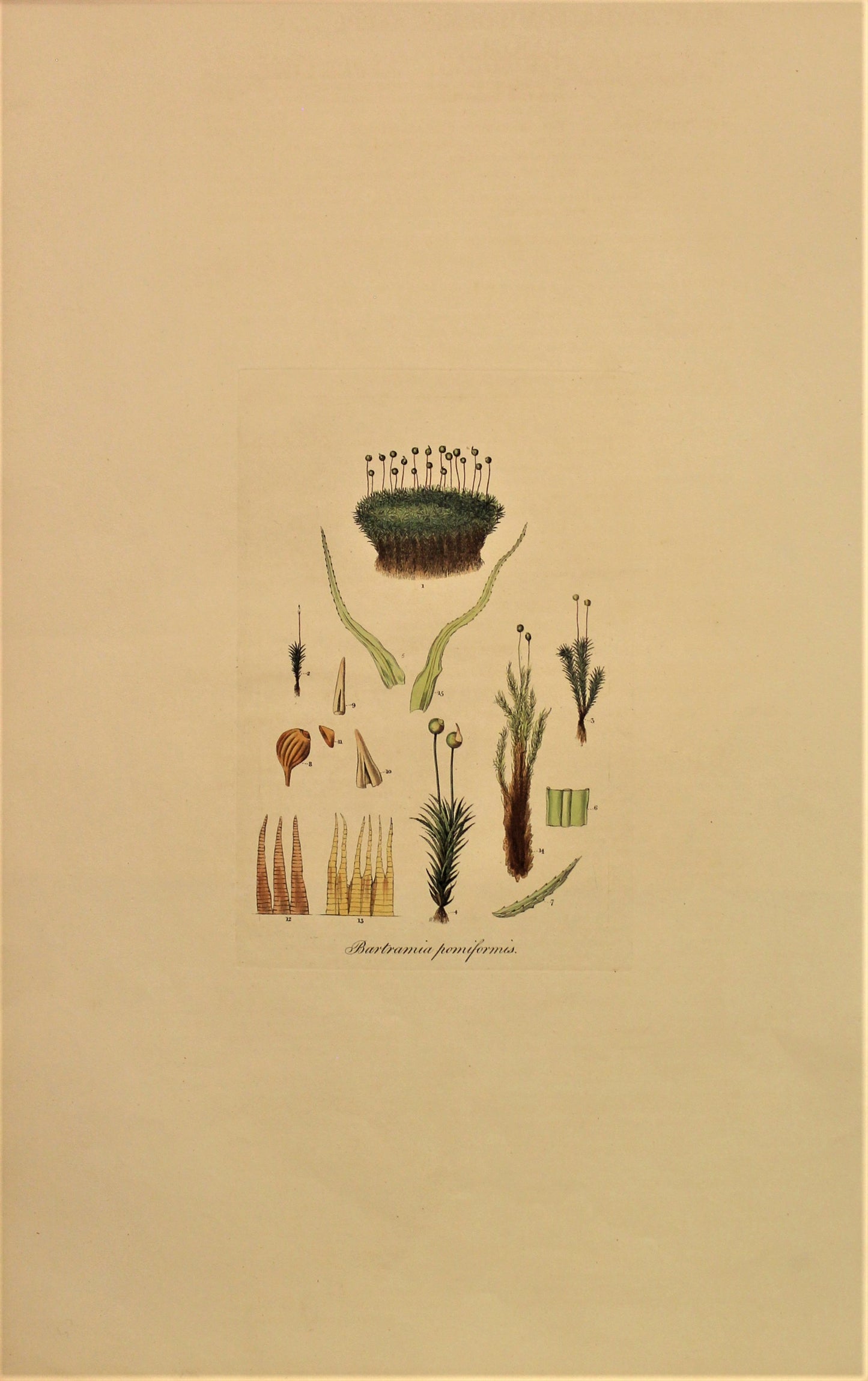 Botanical, Curtis William, Moss, Bartramia Pomiformis, Flora Londinensis, c1817