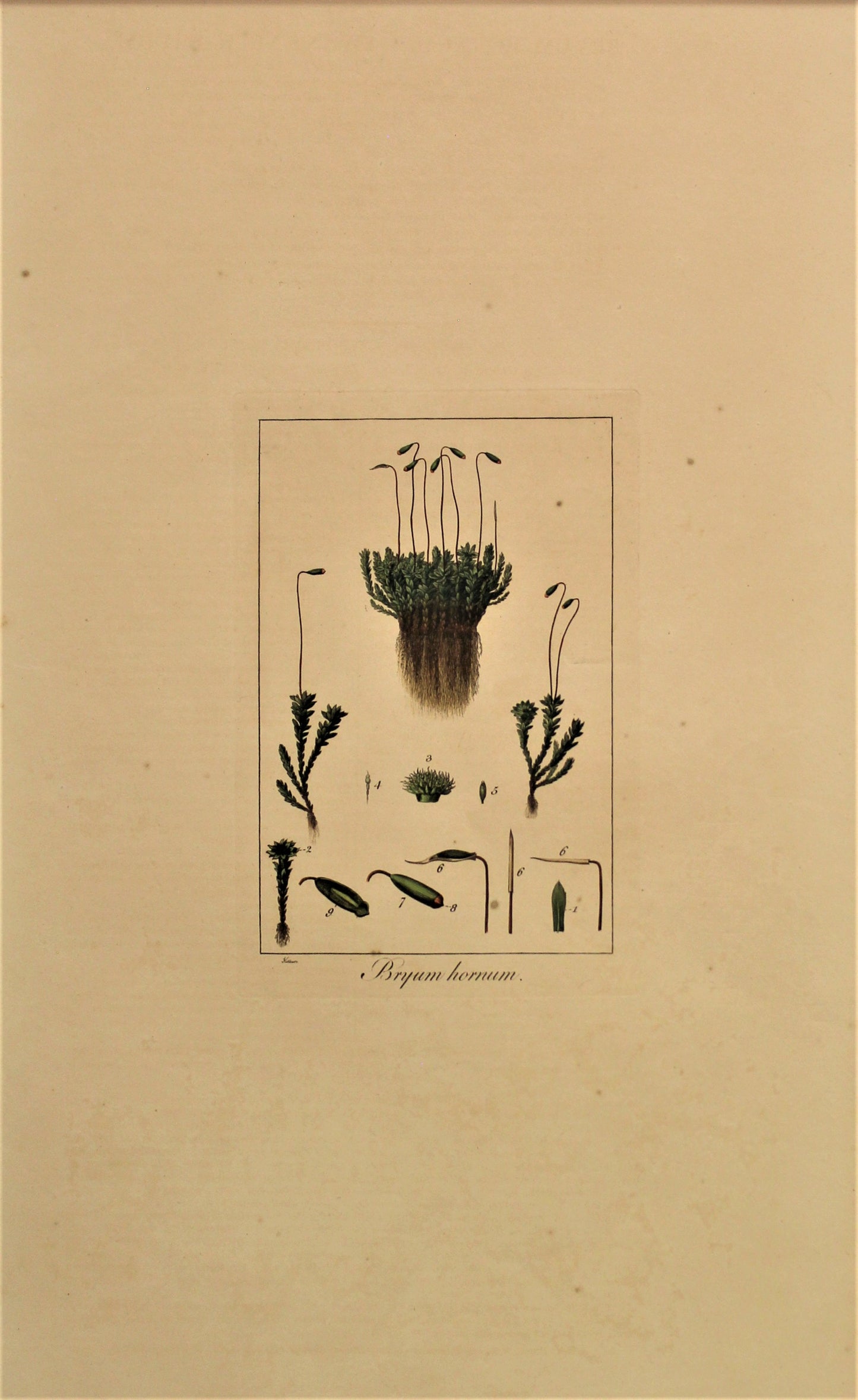 Botanical, Curtis William, Moss, Bryum Hornum, Flora Londinensis, c1817