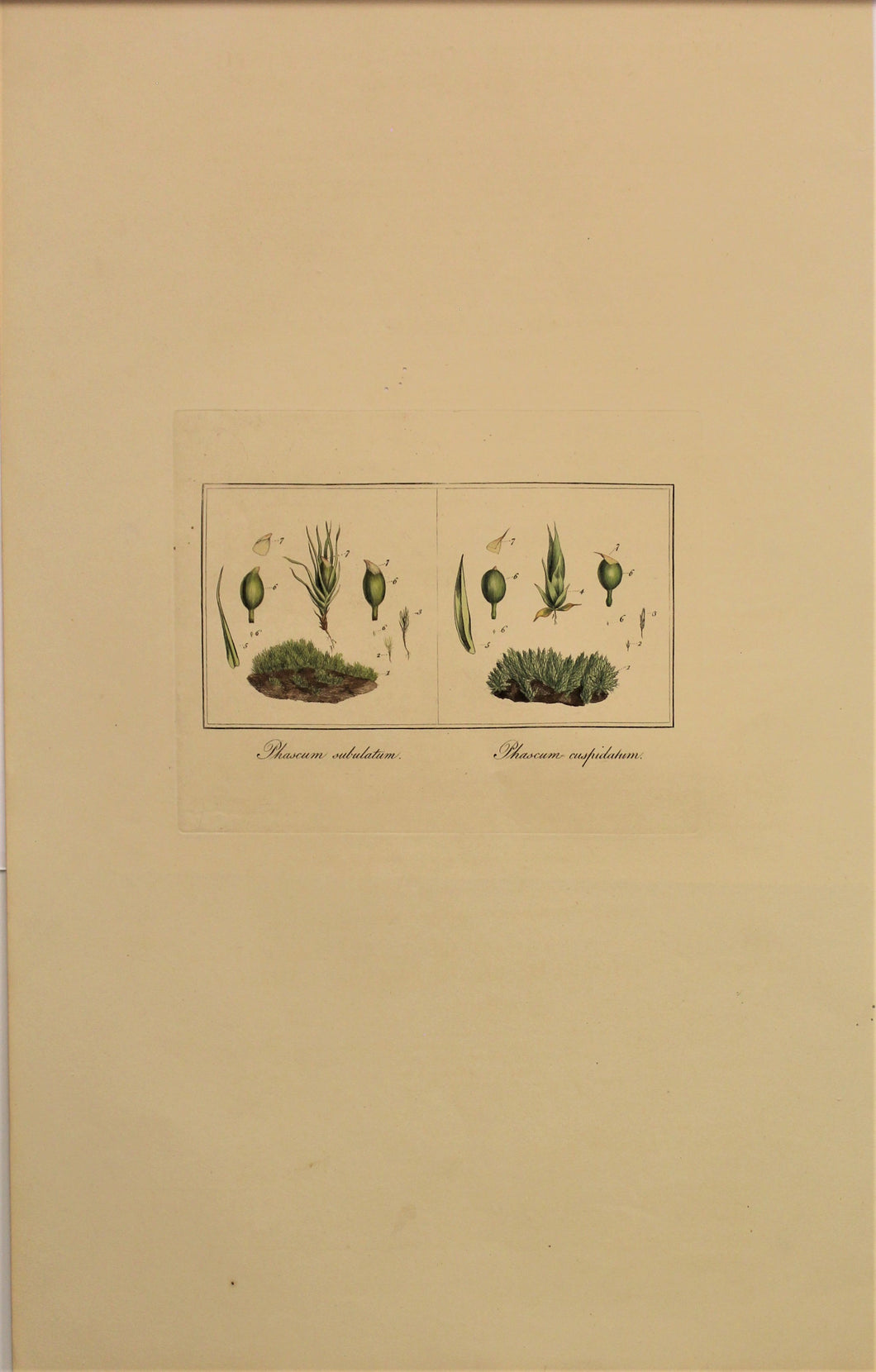 Botanical, Curtis William, Moss, Phascum Subulatum and Phascum Cuspidatum, Flora Londinensis, c1817