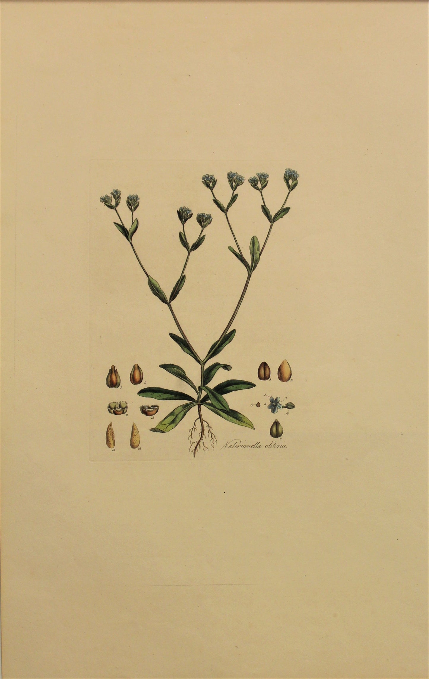 Botanical, Curtis William, Nalerianella Olitoria, Flora Londinensis, c1817