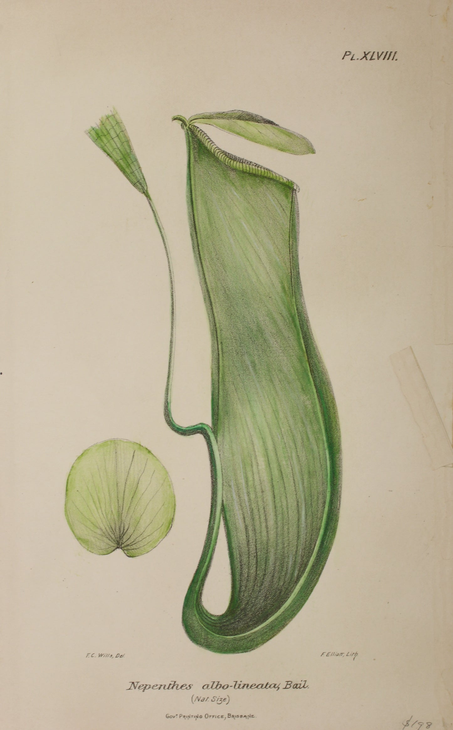 Botanical: Nepenthes Albo Lineata by Frederick Manson Bailey