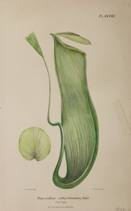 Botanical: Nepenthes Albo Lineata by Frederick Manson Bailey