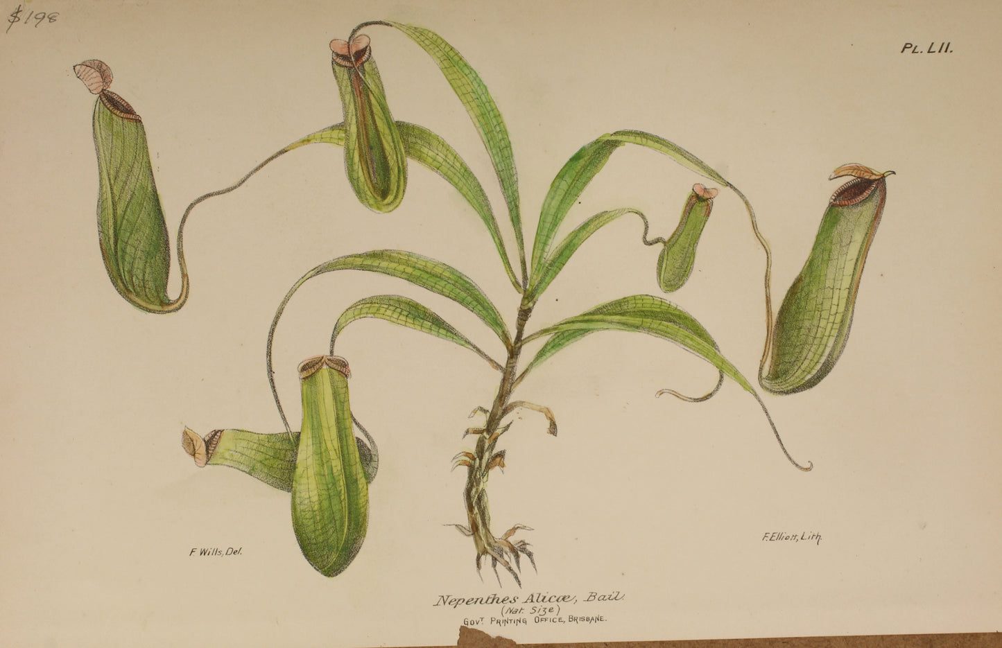 Botanical: Nepenthes Alicae by Frederick Manson Bailey