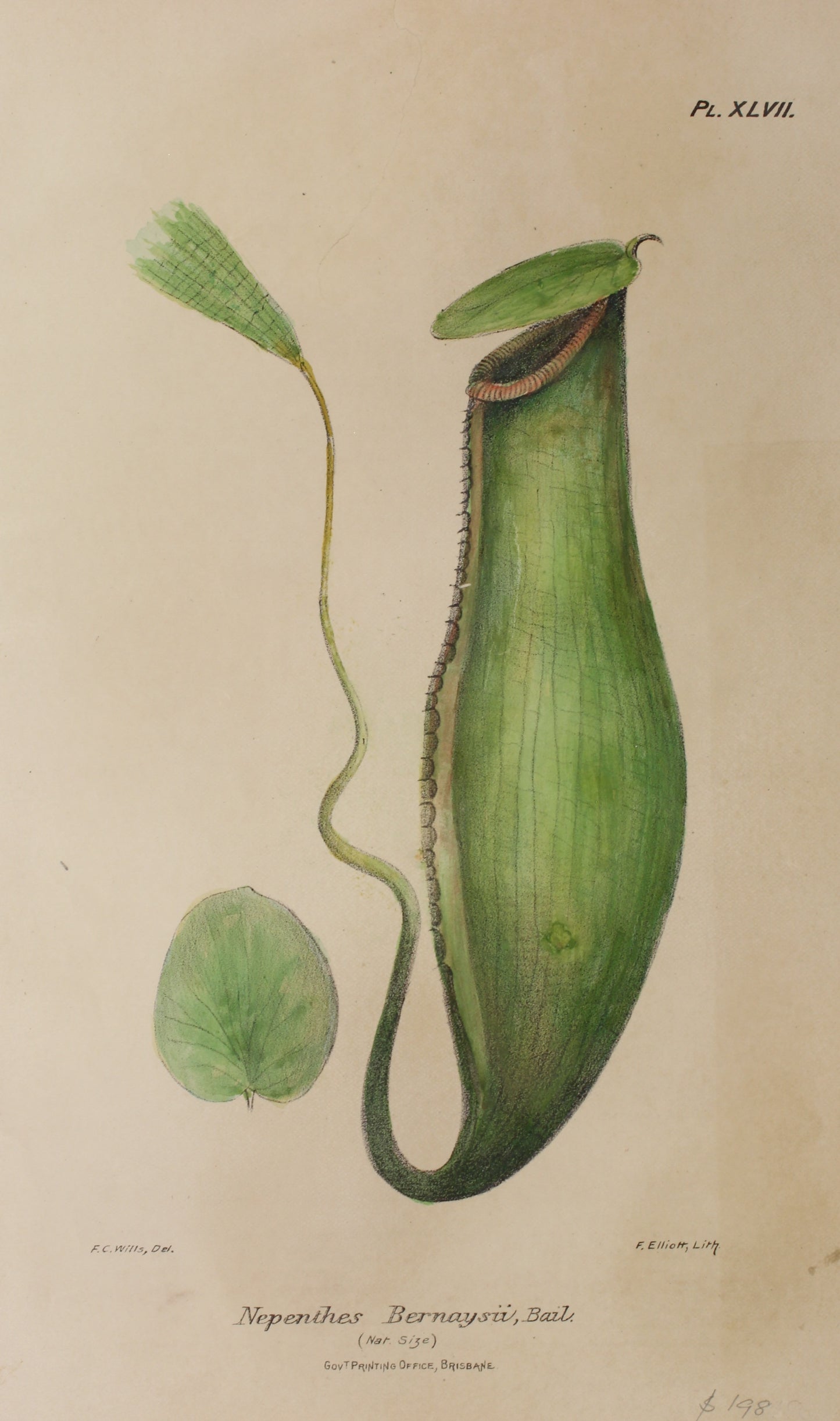 Botanical: Nepenthes Bernaysii by Frederick Manson Bailey