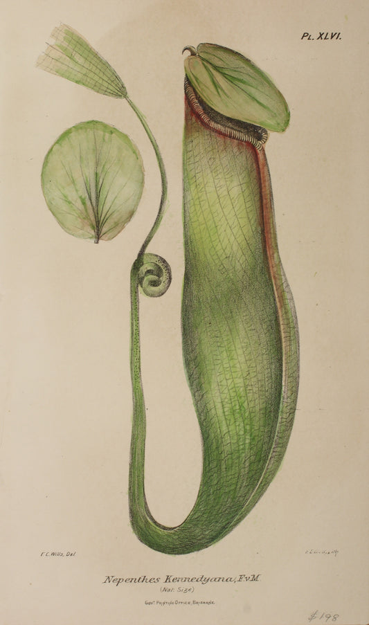 Botanical: Nepenthes Kennedyana by Frederick Manson Bailey