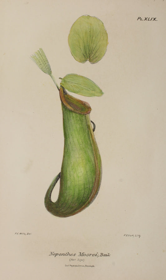 Botanical: Nepenthes Moorei by Frederick Manson Bailey