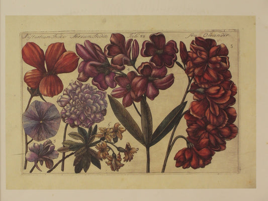 Botanical, Arena Filippo , Oleander Reproduction, Tab 43, Filippo Arena Flowers, c1767