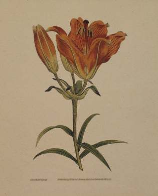 Botanical, Curtis William, Reproduction, Lilium Bulbiferum, Orange Lily, Botanical Magazine, c1797