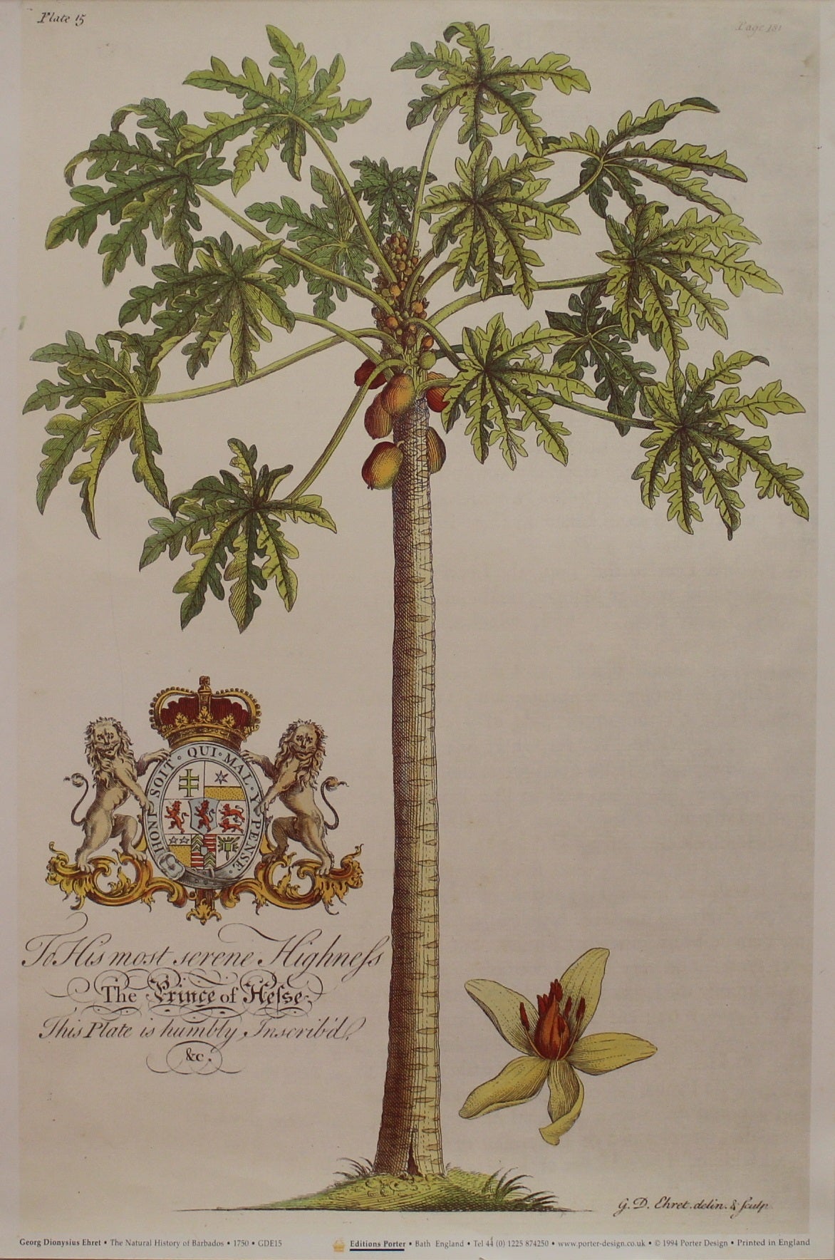 Botanical, Ehret Georg Dionysius, Papaya, The Natural History of Barbados, Plate 15, c1750, Reproduction
