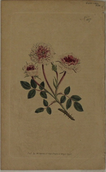 Botanical, Curtis William, BM, Pompone Rose 1797