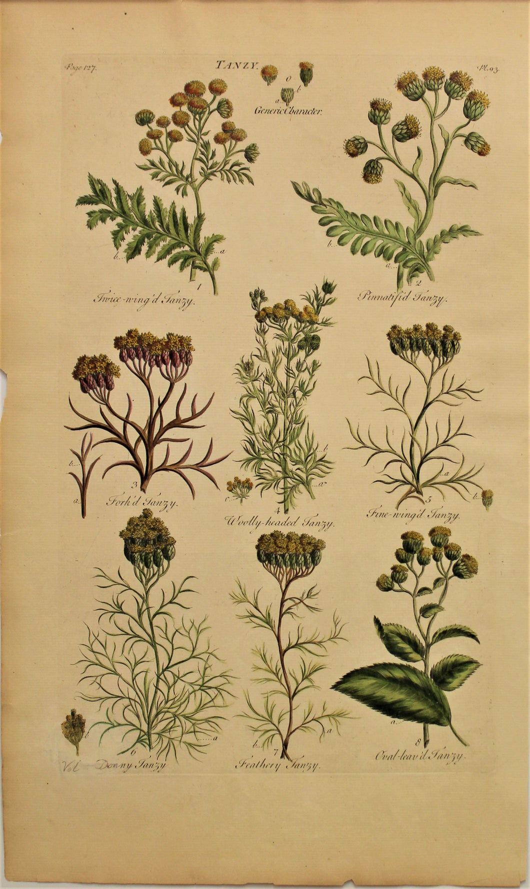Botanical, HilI Sir John: Tansy, The Vegetable System, London: 1770-1775.