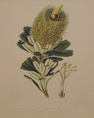 Botanical, Curtis William, Marcescent Banksia Reproduction, Botanical Magazine, c1797