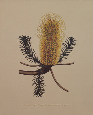 Botanical, Andrews, Henry, Reproduction, Banksia Ericafolia,  Botanical Magazine, c1797