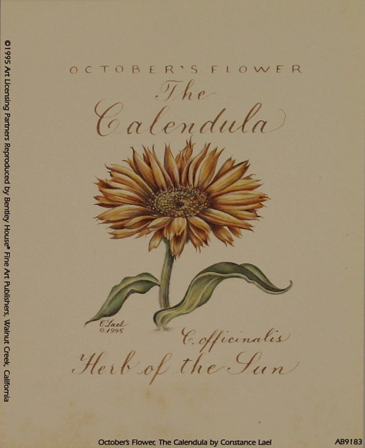 Botanical, October's Flower, Calendula, Lael, Constance, 1995 Reproduction