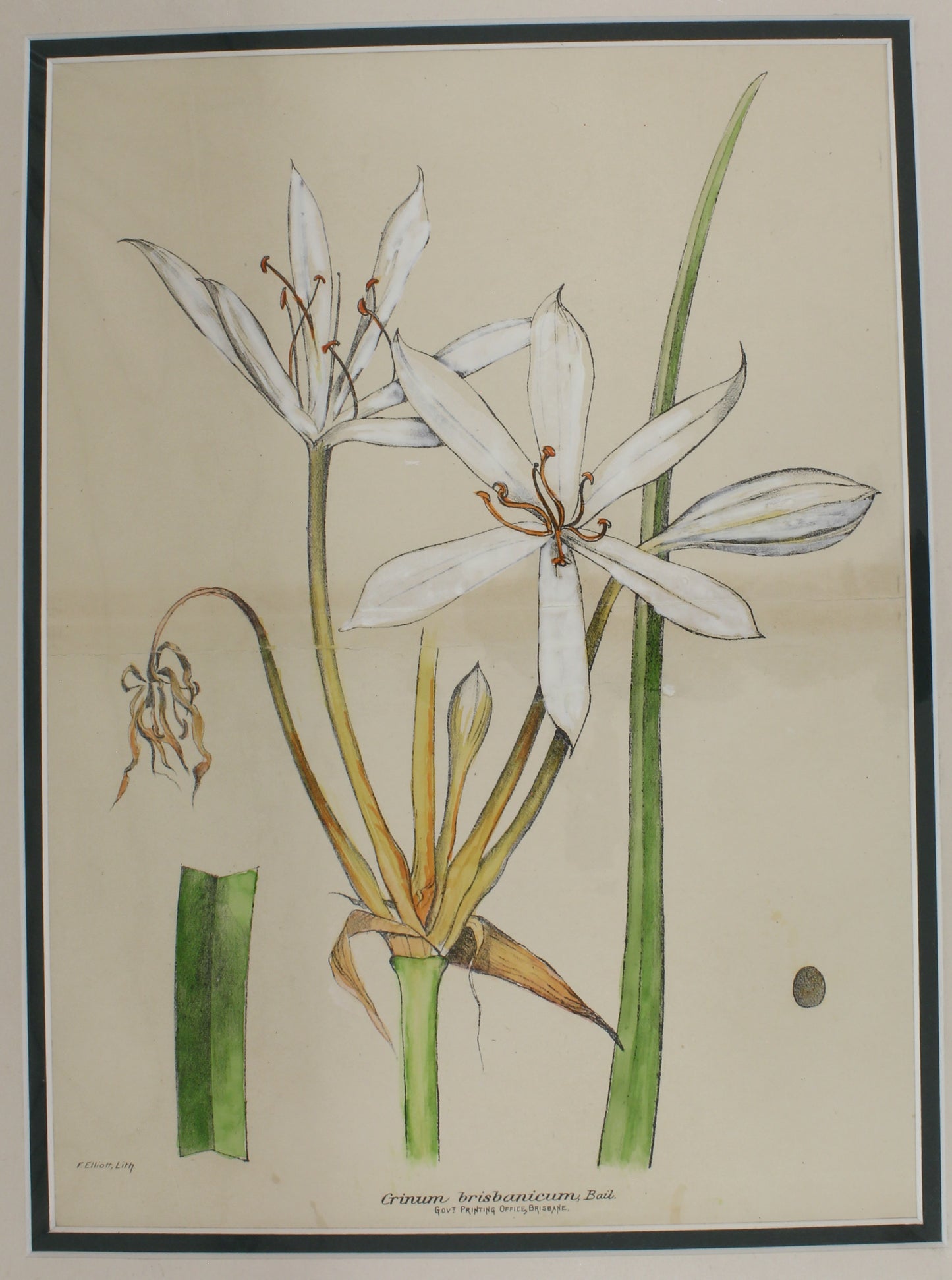 Botanical, White Crinum Brisbanticium by Frederick Manson Bailey