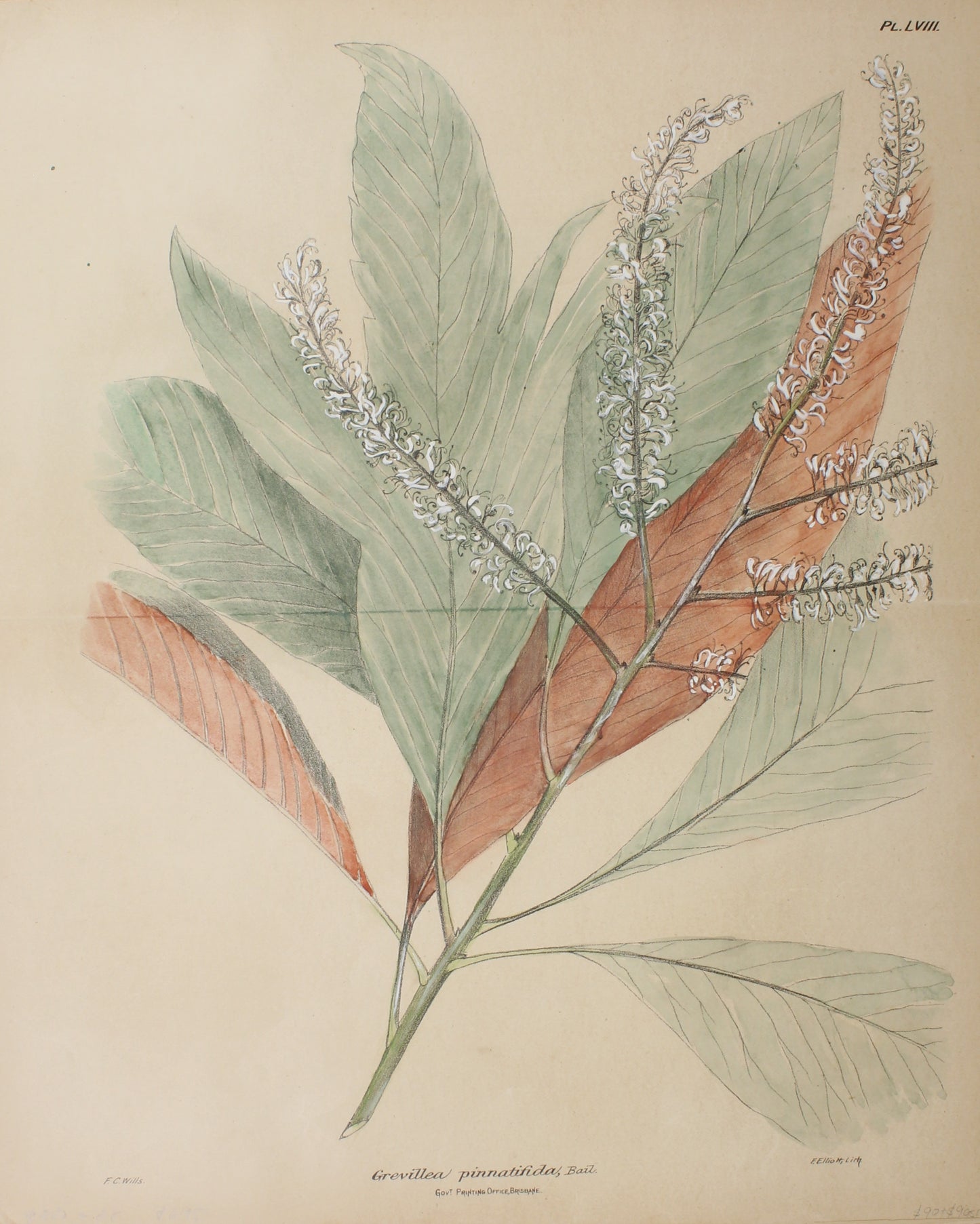 Botanical - White Grevillea Pinnatifida by Frederick Manson Bailey